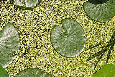 宝可梦游戏因定期发布策略面临质量问题挑战